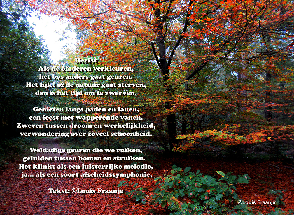 In het herfstbos op de Veluwe - Foto: ©Louis Fraanje