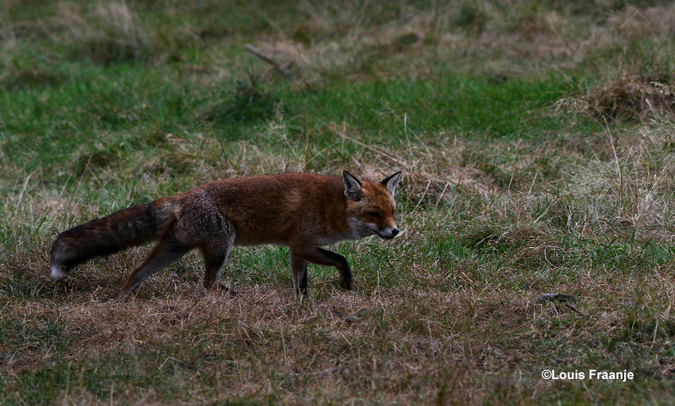 Die bruine vlek bleek een vos te zijn, die in het hoge gras liep - Foto: ©Louis Fraanje