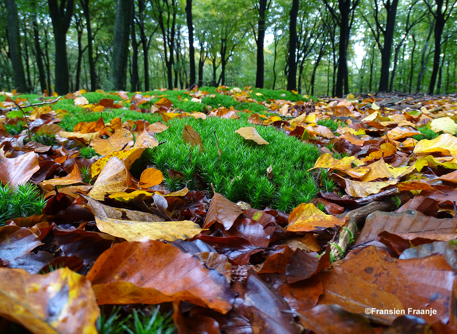  Een klein groen tapijtje tussen de gouden herfstbladeren - Foto: ©Fransien Fraanje.