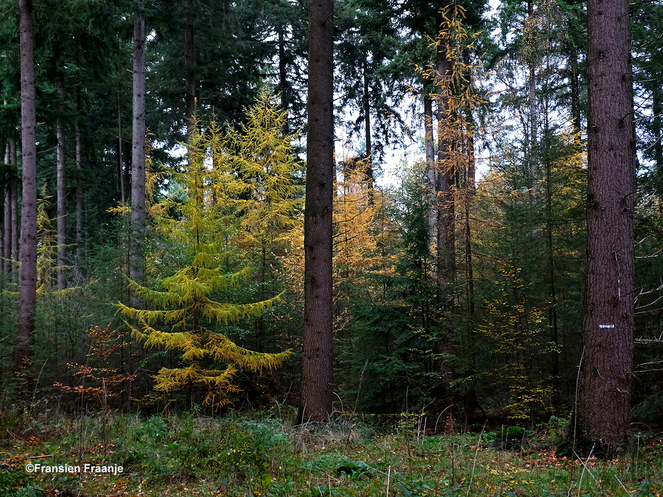 Tussen de enorme Douglassparren bij Vierhouten kleurt de larix nog mooier - Foto: ©Fransien Fraanje