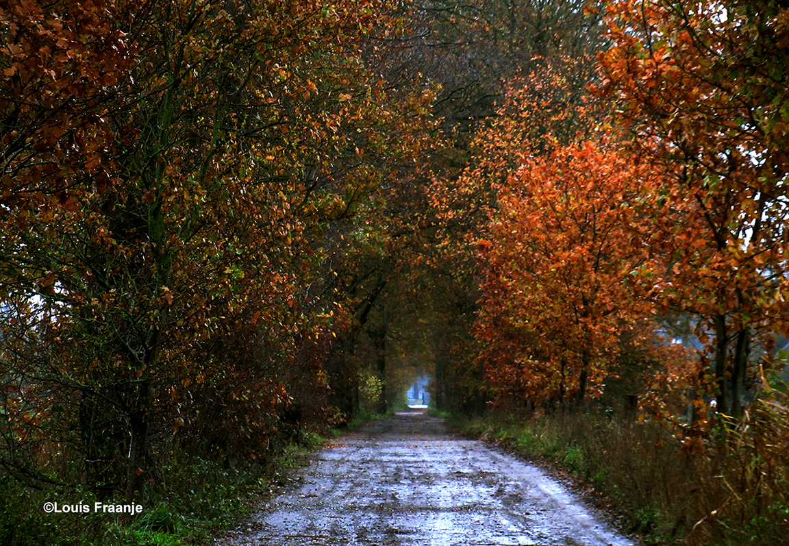 Laat de herfst zich nog heel even van haar allermooiste kant zien - Foto: ©Louis Fraanje