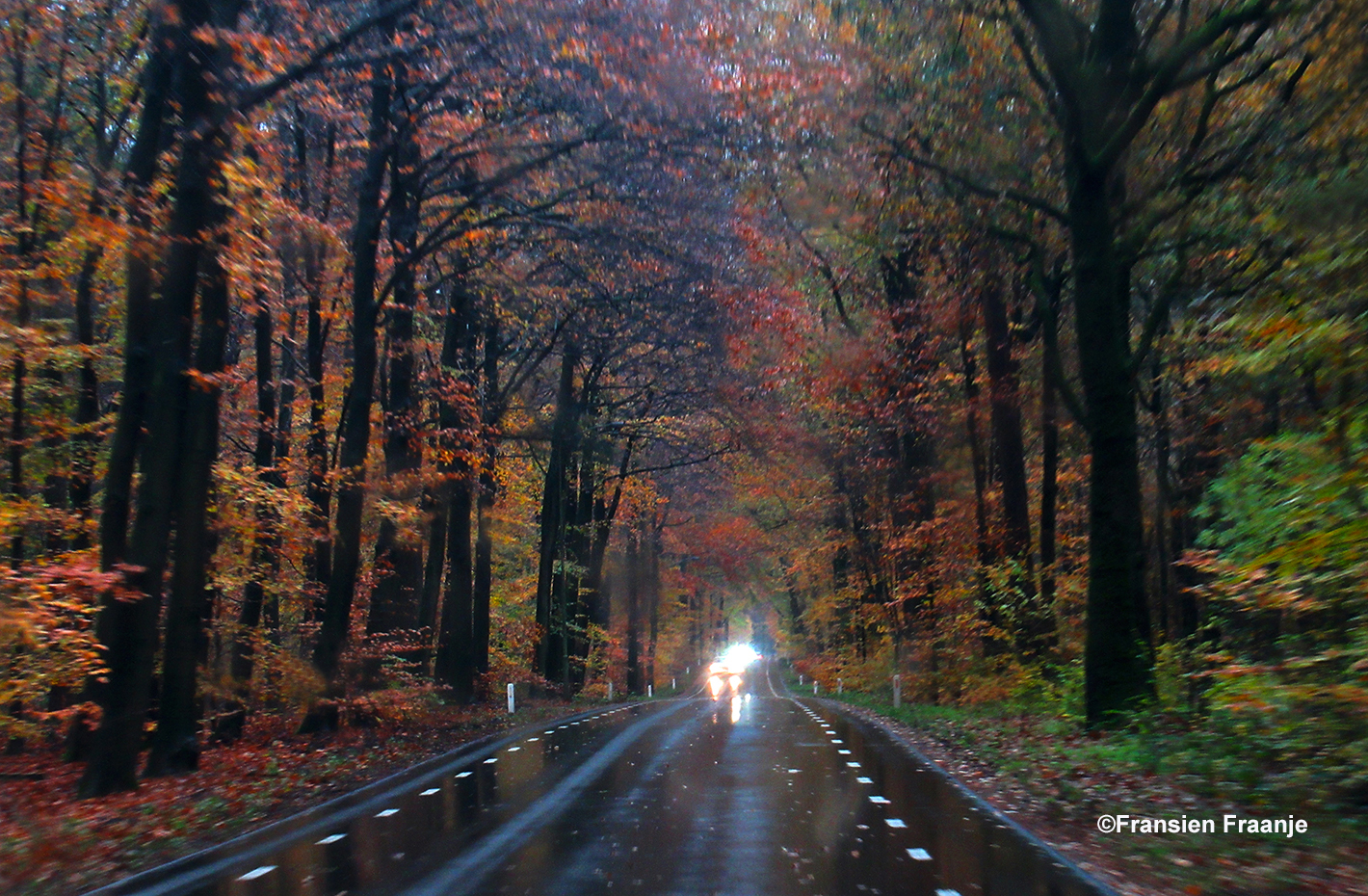 Onderweg in de auto rijden we door een kleurrijke tunnel van herfstkleuren - Foto: ©Fransien Fraanje.