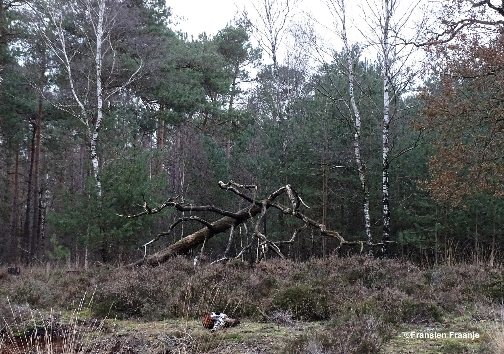 Een omgevallen boom kan in een waar natuurlijk kunstwerk veranderen - Foto: ©Fransien Fraanje