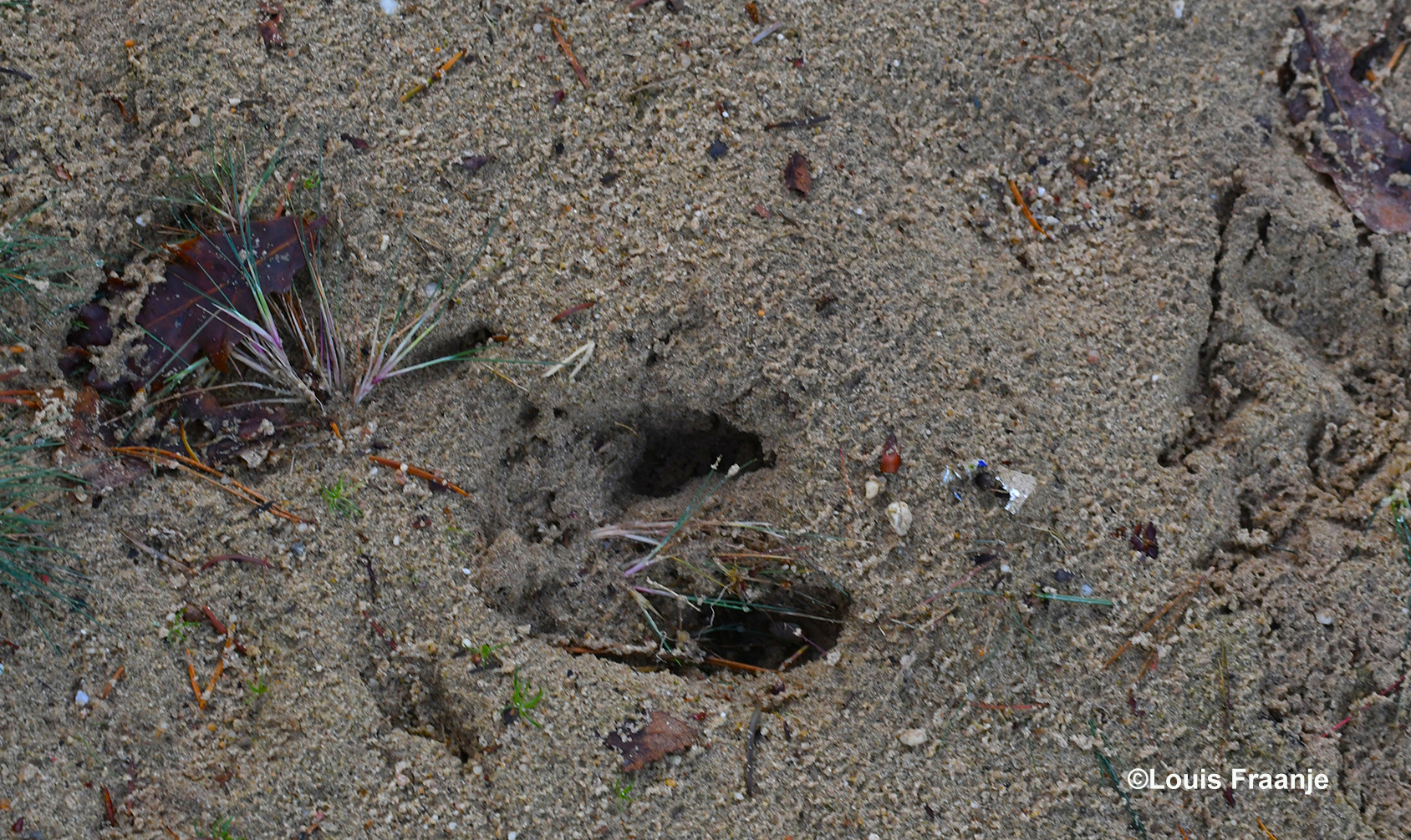 Onderweg ook nog een flinke pootafdruk van een keiler in het zand - Foto: ©Louis Fraanje