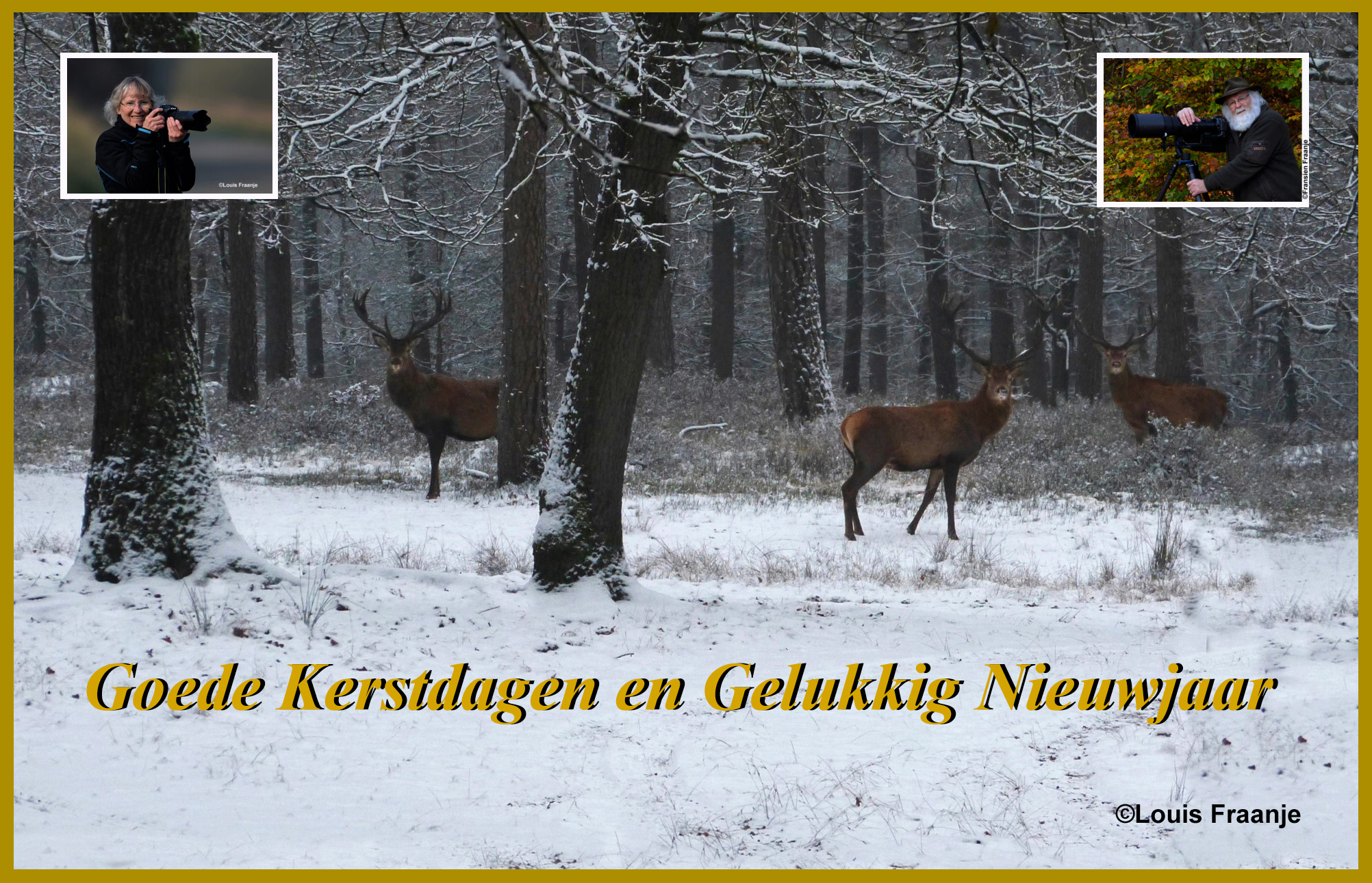 Edelherten in de winter op de Veluwe – Foto: ©Louis Fraanje