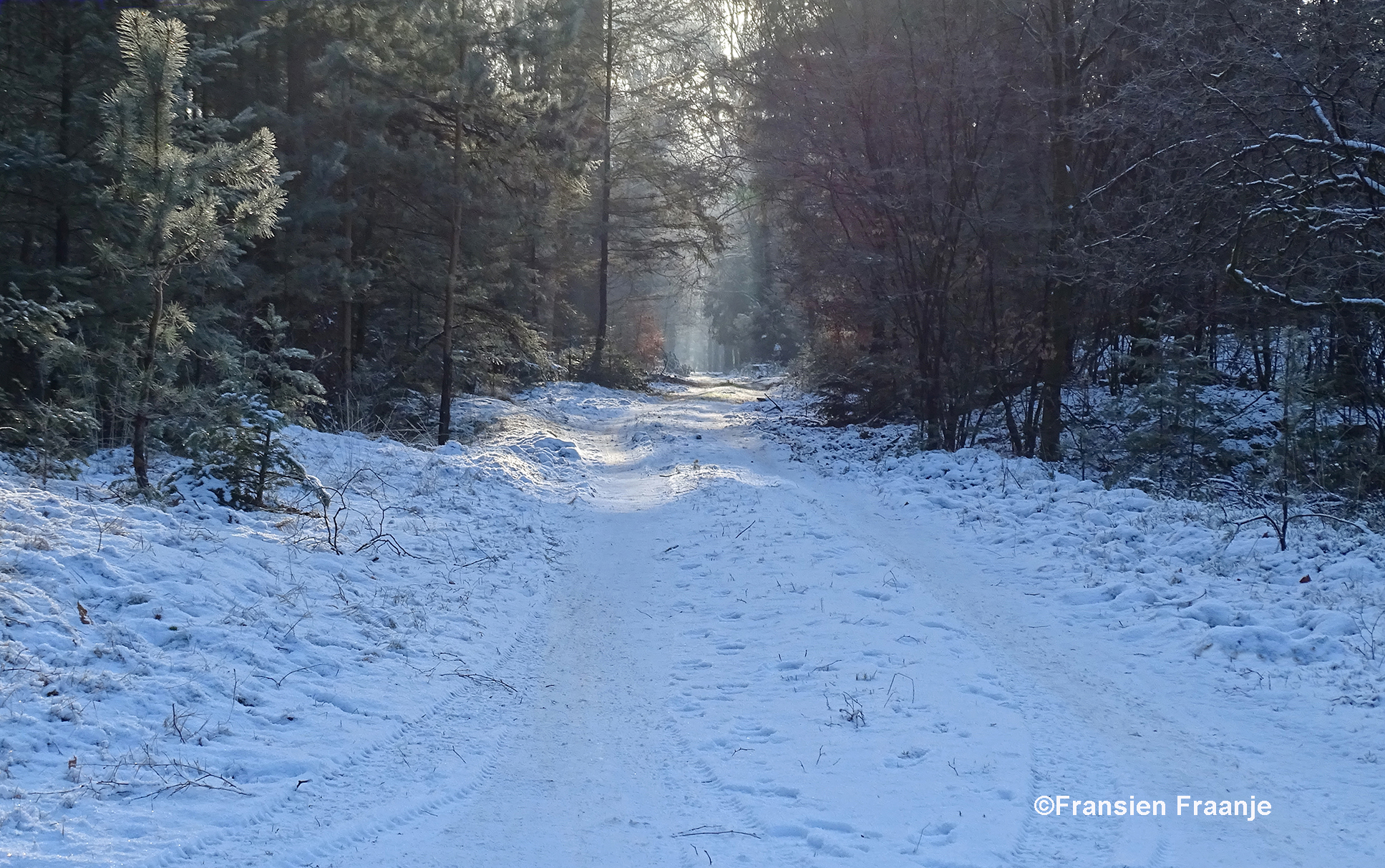 Een besneeuwd bospad tussen de hoge dennen en sparren - Foto: ©Fransien Fraanje