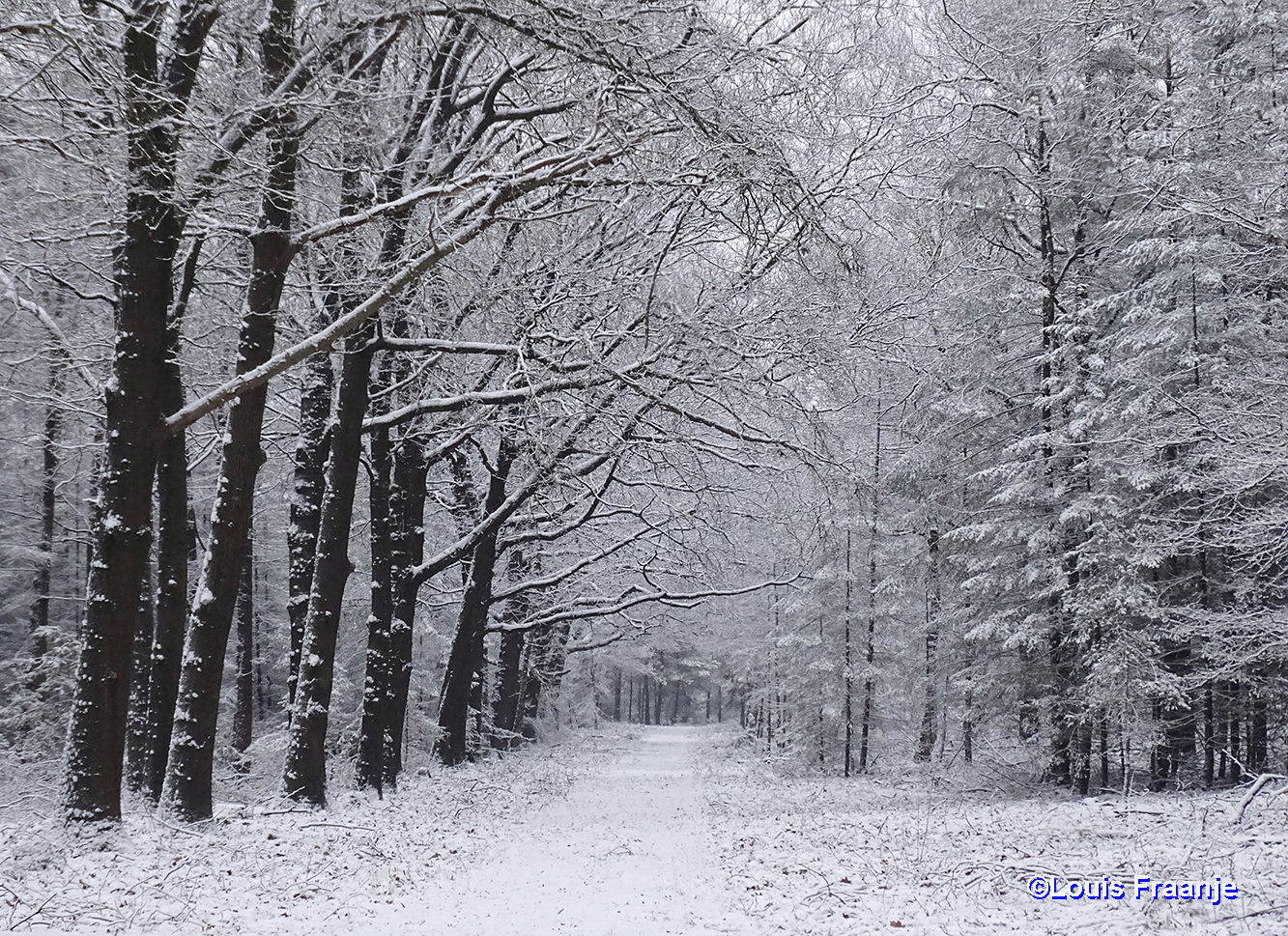 Mooi winters doorkijkje met links loof- en rechts naaldbos - Foto: ©Louis Fraanje