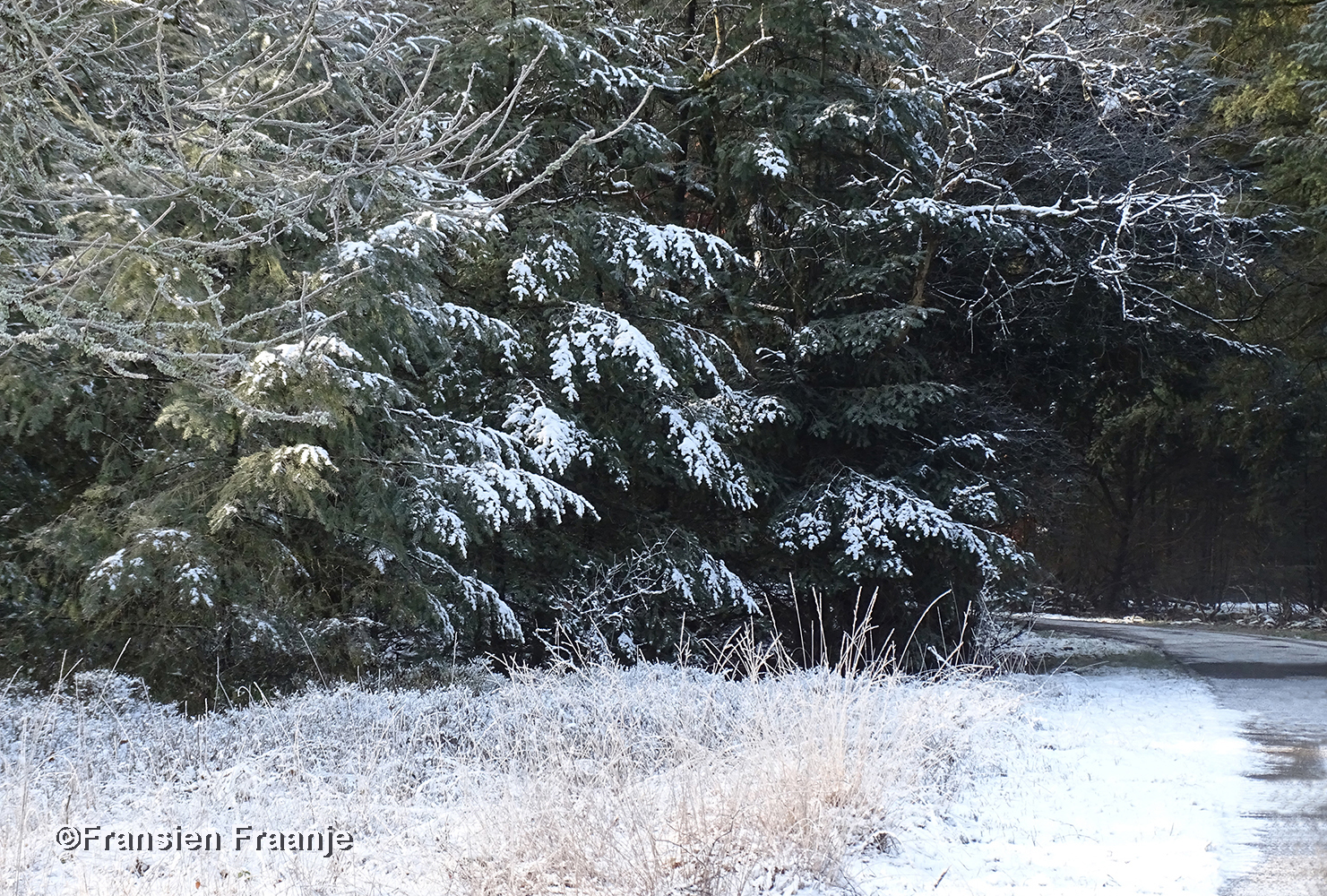 Toch nog een echt winterbeeld met sneeuw op de takken - Foto: ©Fransien Fraanje