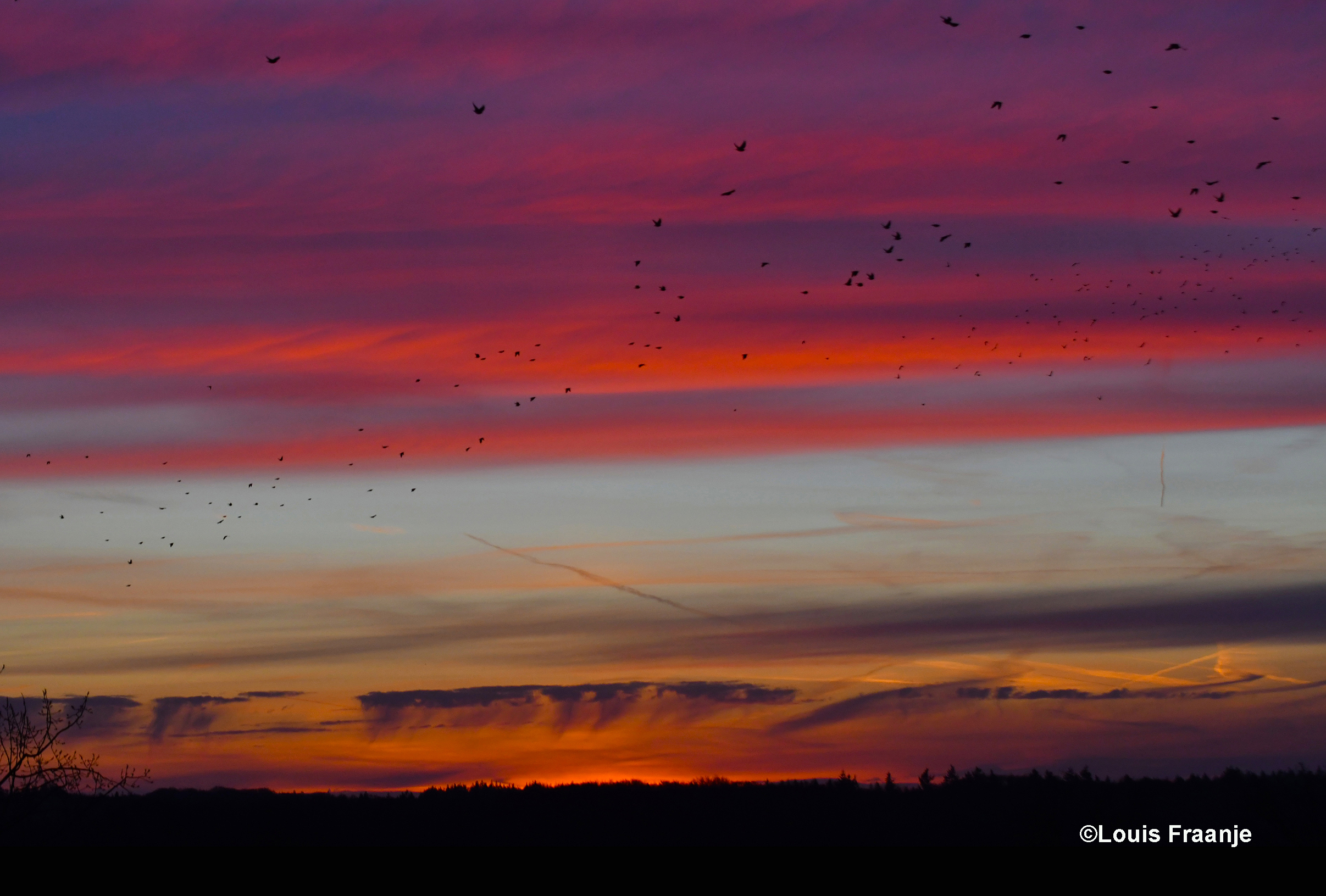  Om 08.10 uur was de hemel vol met vogels, die vanuit hun slaapplekken het luchtruim kozen! - Foto: ©Louis Fraanje