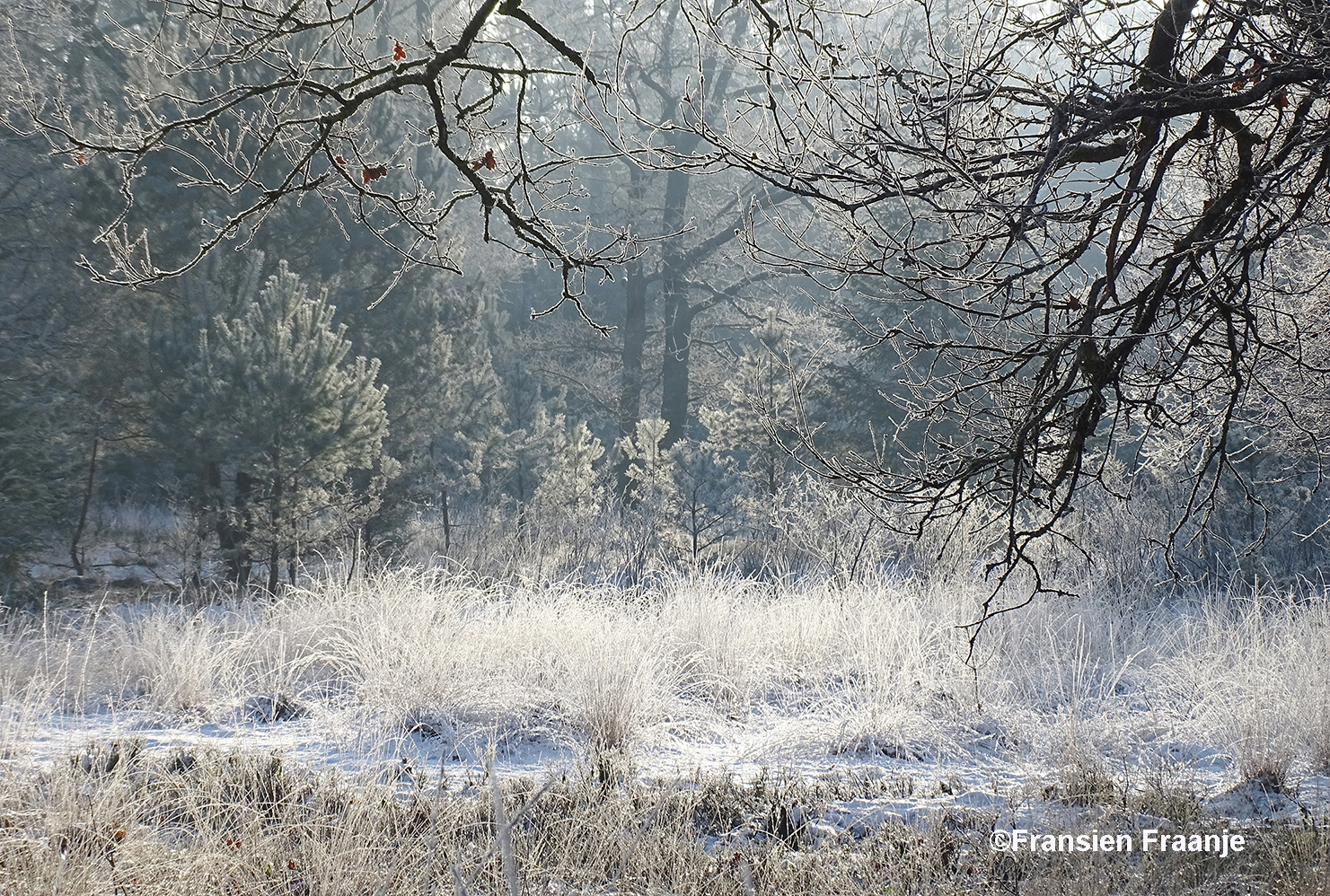 Een zonnig doorkijkje tussen de met rijp beklede bomen en struiken - Foto: ©Fransien Fraanje