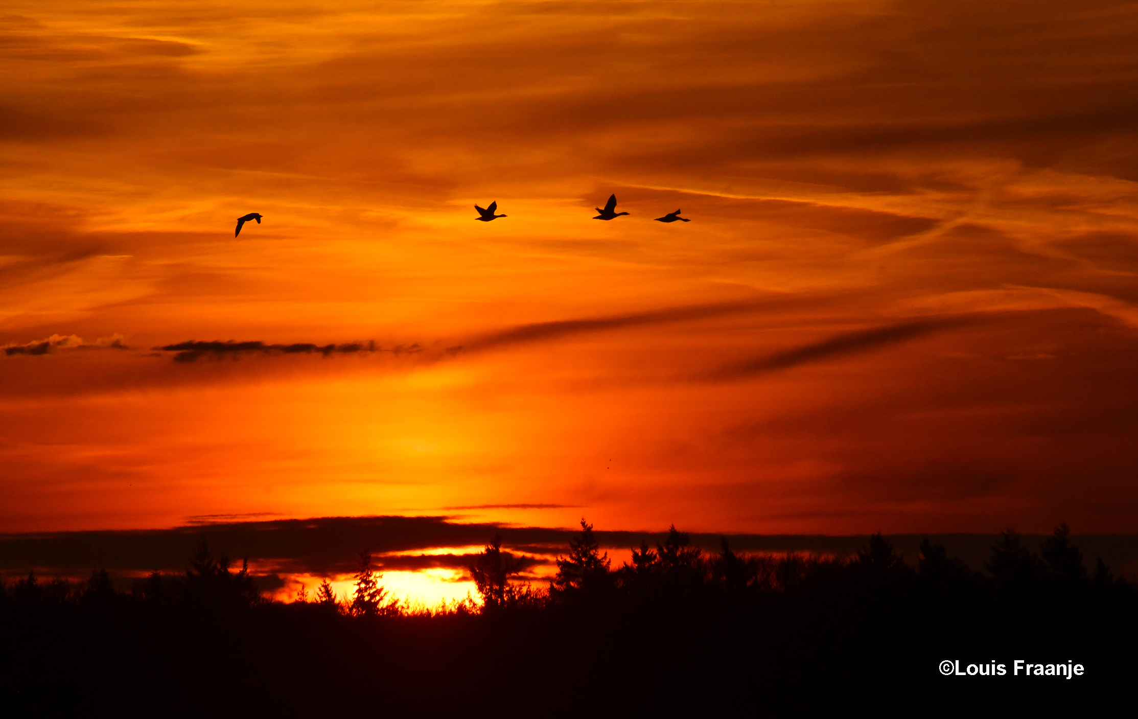 Toen om 08.30 uur de zon boven de kim verscheen, vlogen er tegelijkertijd een aantal ganzen al 'gakkend' hoog over door het luchtruim - Foto: ©Louis Fraanje