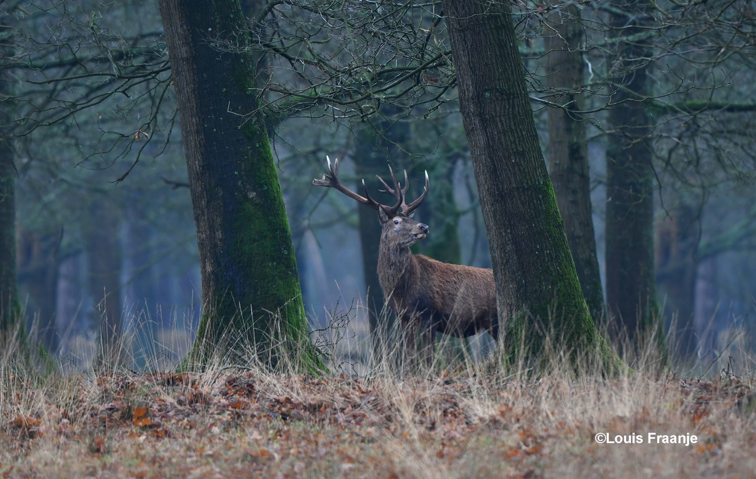 Tussen de bomen ontdekken we nog een hert, ook deze stond heel alert om zich heen te kijken - Foto: ©Louis Fraanje