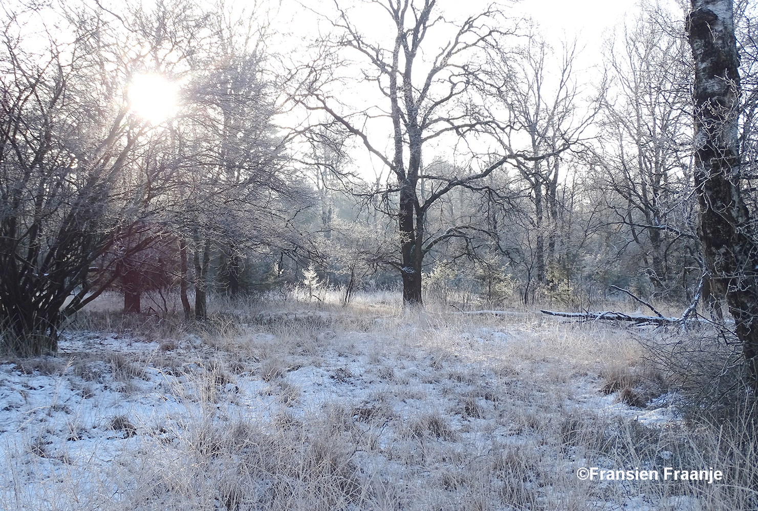Een sprookje in het winterse bos op de Hoge Veluwe - Foto: ©Fransien Fraanje