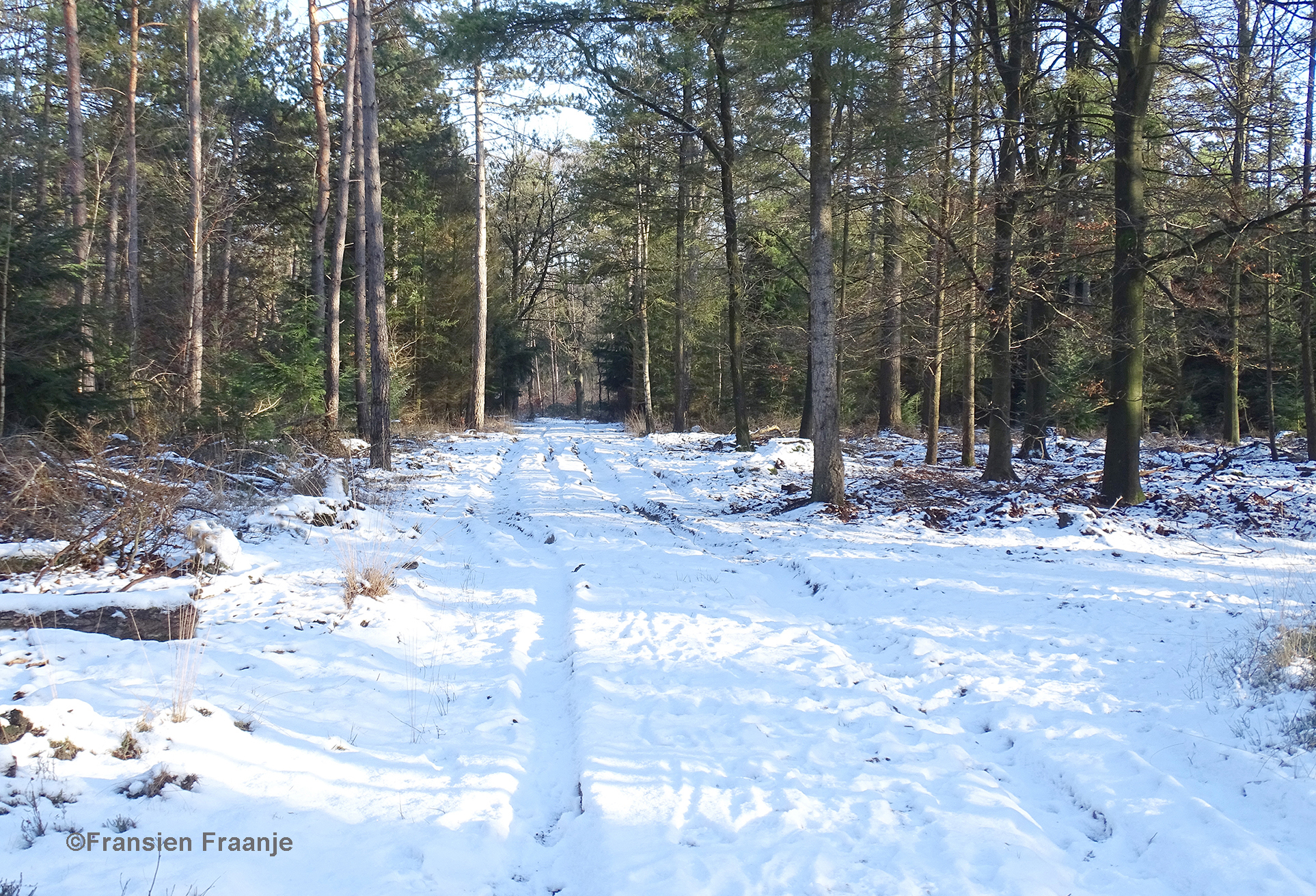 Een besneeuwd bospad, waar de wagensporen ook nog duidelijk zichtbaar zijn - Foto: ©Fransien Fraanje