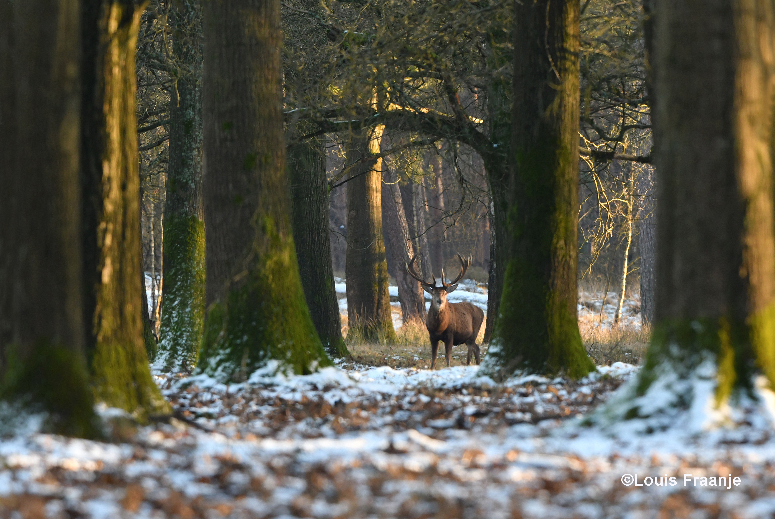 Dan verschijnt er plotseling een schitterend edelhert tussen de bomen - Foto: ©Louis Fraanje