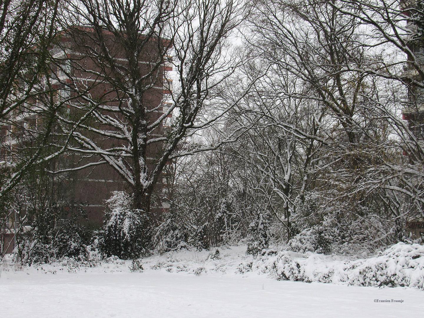 Onze buurt op z'n winters gezien - Foto: ©Fransien Fraanje