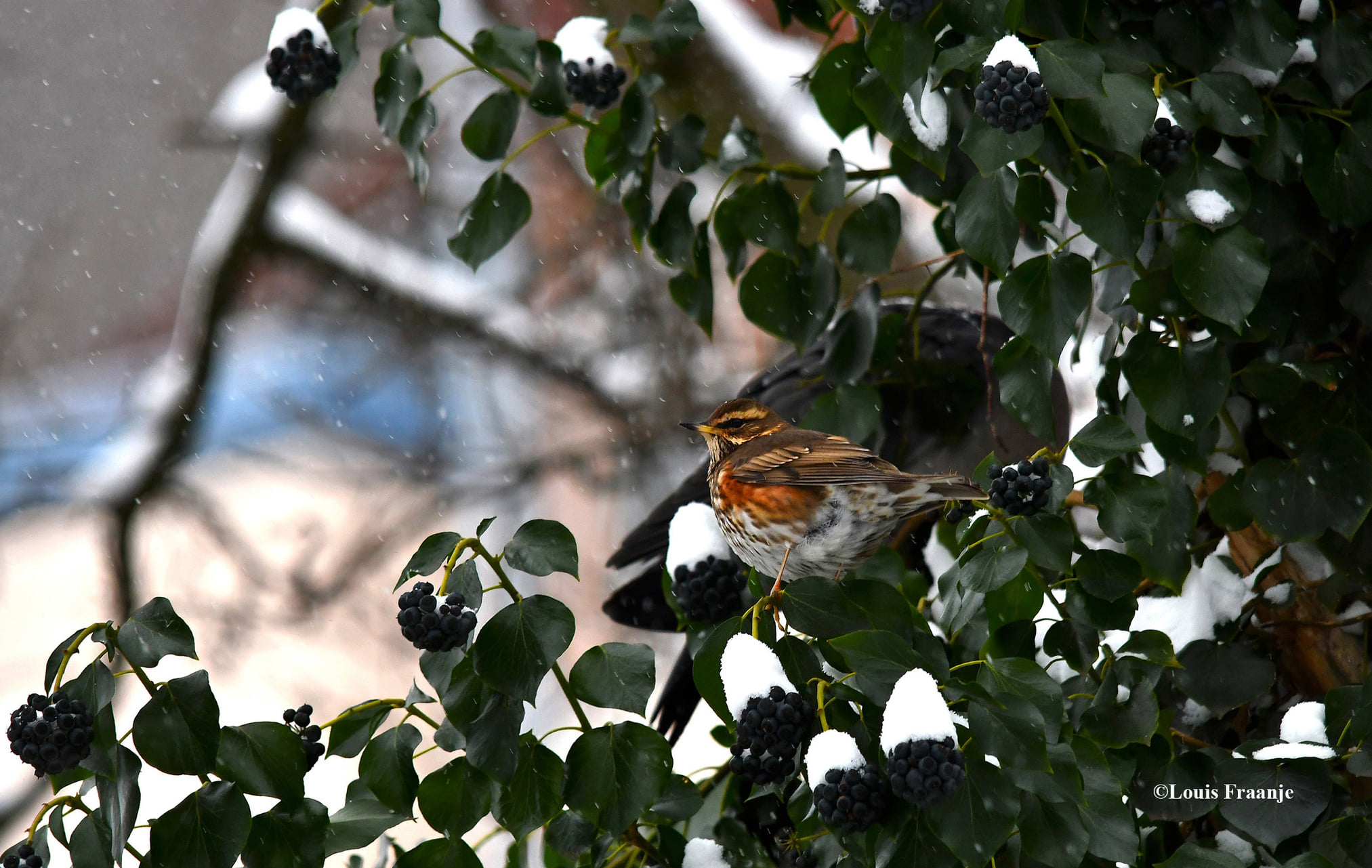 Een koperwiek in de boom en de besjes er omheen hebben allemaal een wit mutsje op - Foto: ©Louis Fraanje
