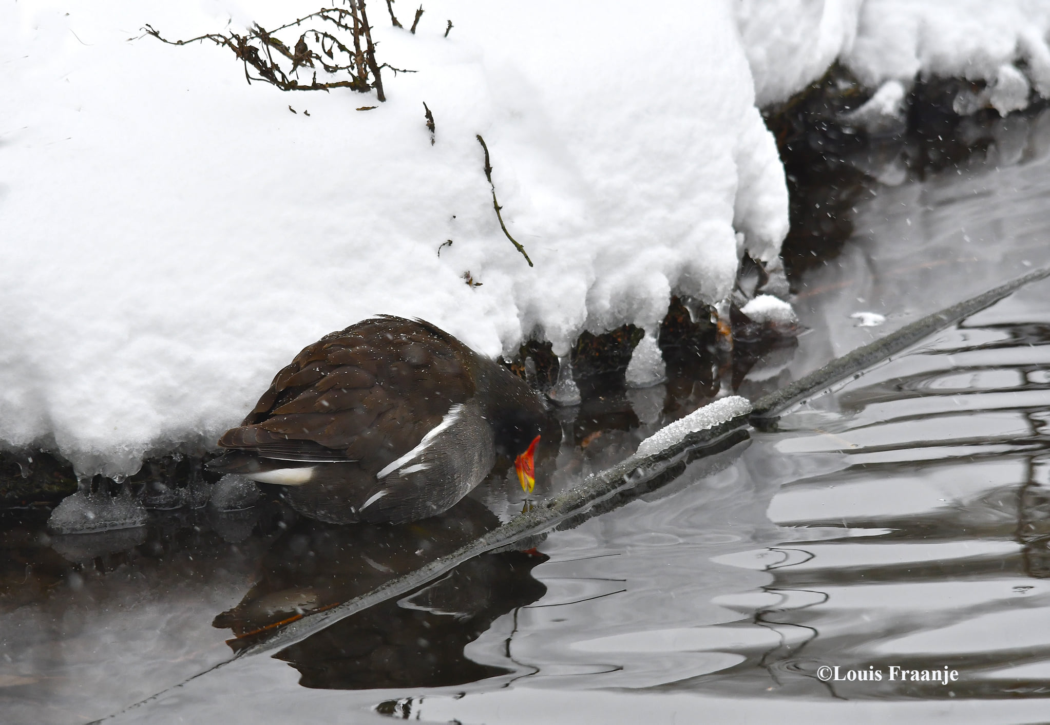 Een waterkipje ziet zichzelf in het water - Foto: ©Louis Fraanje