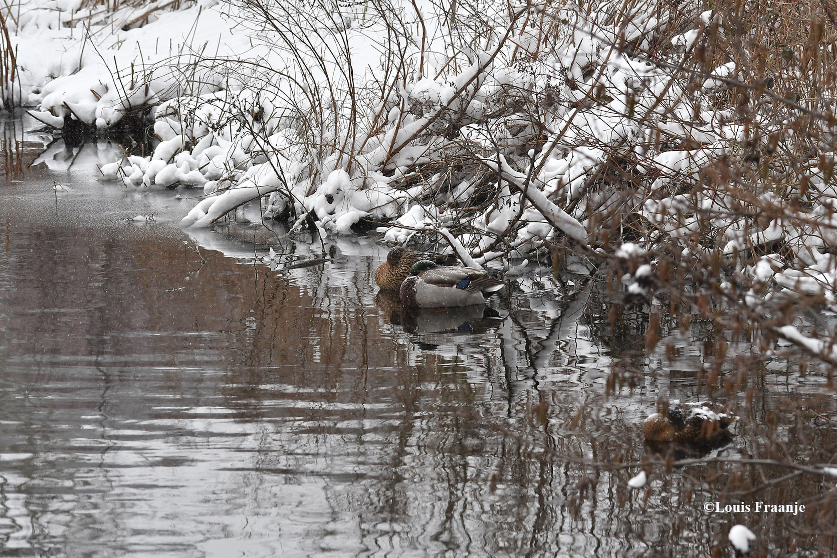 Tot slot nog wat rustende eenden in een winters landschap - Foto: ©Louis Fraanje
