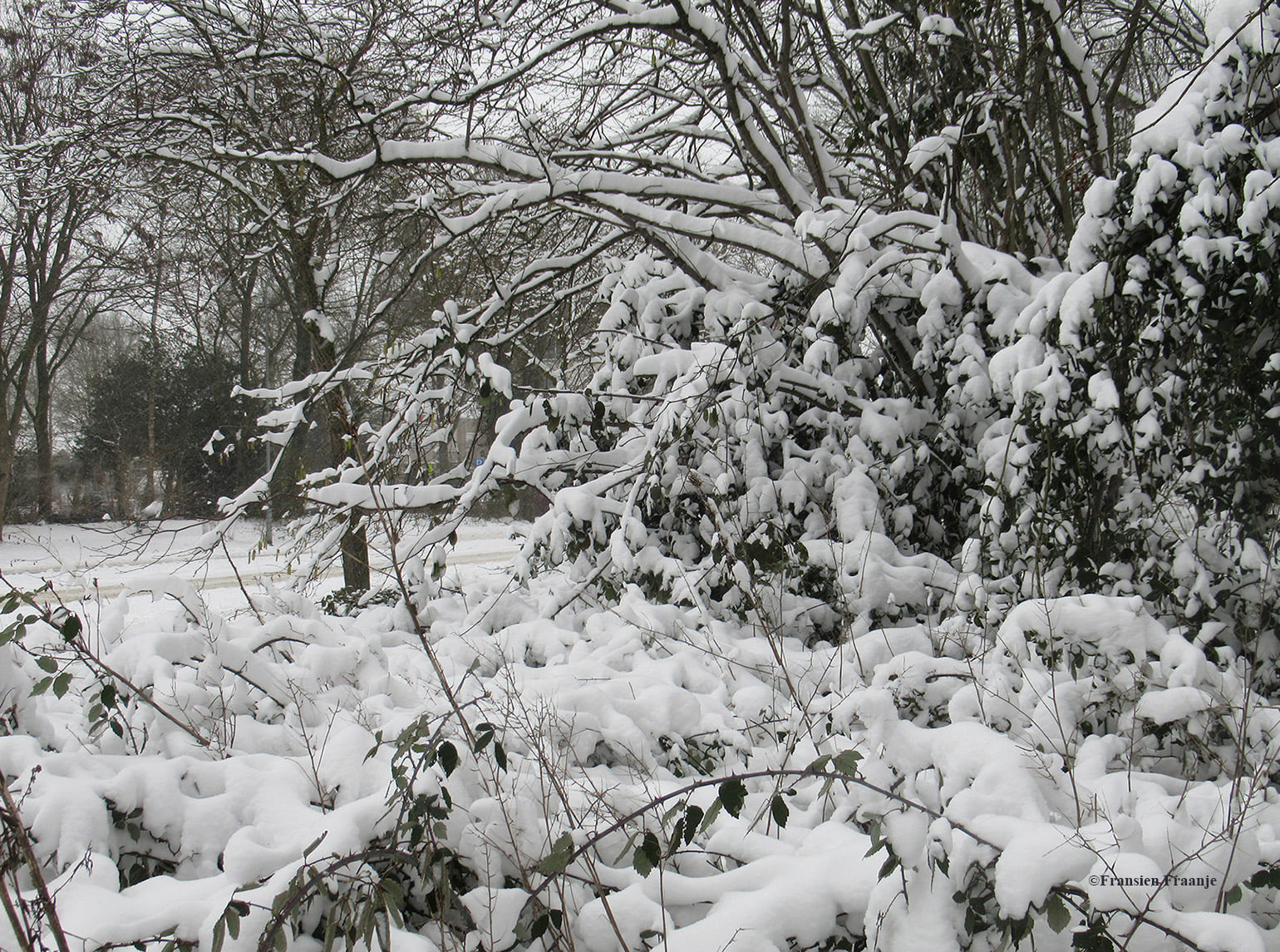 Zomaar een stukje winterse wildernis, direct om de hoek - Foto: ©Fransien Fraanje