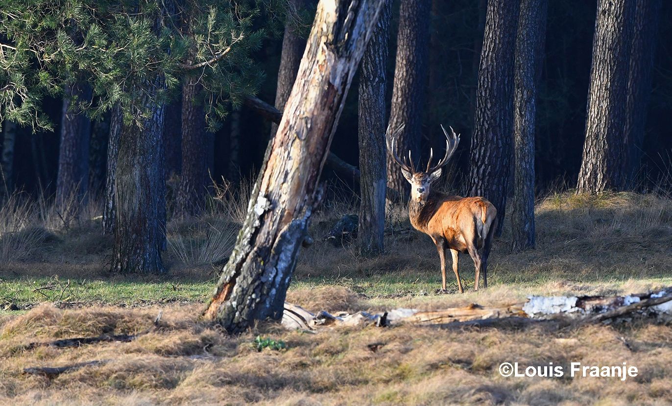 Edelhert bij het bekende Bosje van Staf op de Hoge Veluwe - Foto: ©Louis Fraanje