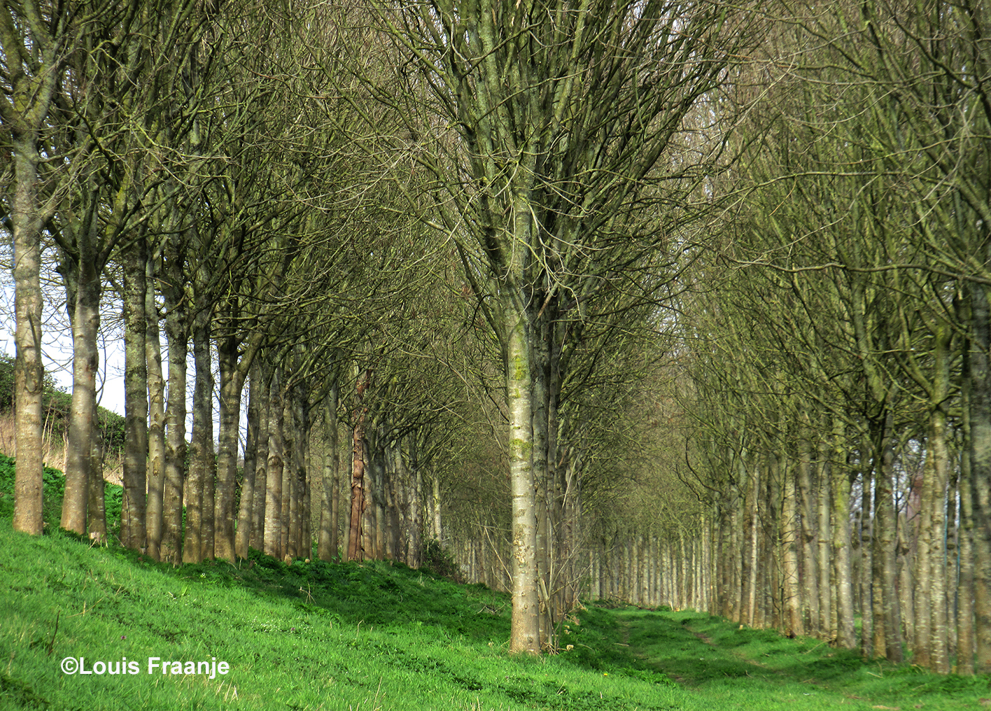 Een groot aantal kale bomen op een rij en dat in drie dimensionaal - Foto: ©Louis Fraanje