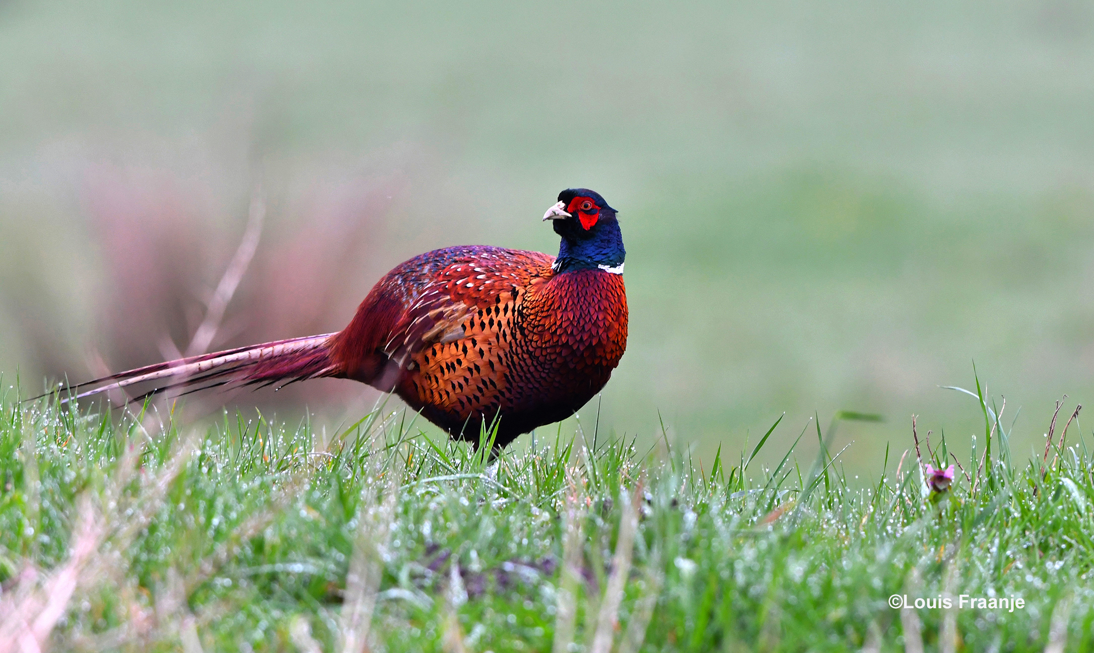 Wat is er nou mooier, dan 's morgens vroeg begroet worden door zo'n prachtige fazantenhaan? - Foto: ©Louis Fraanje