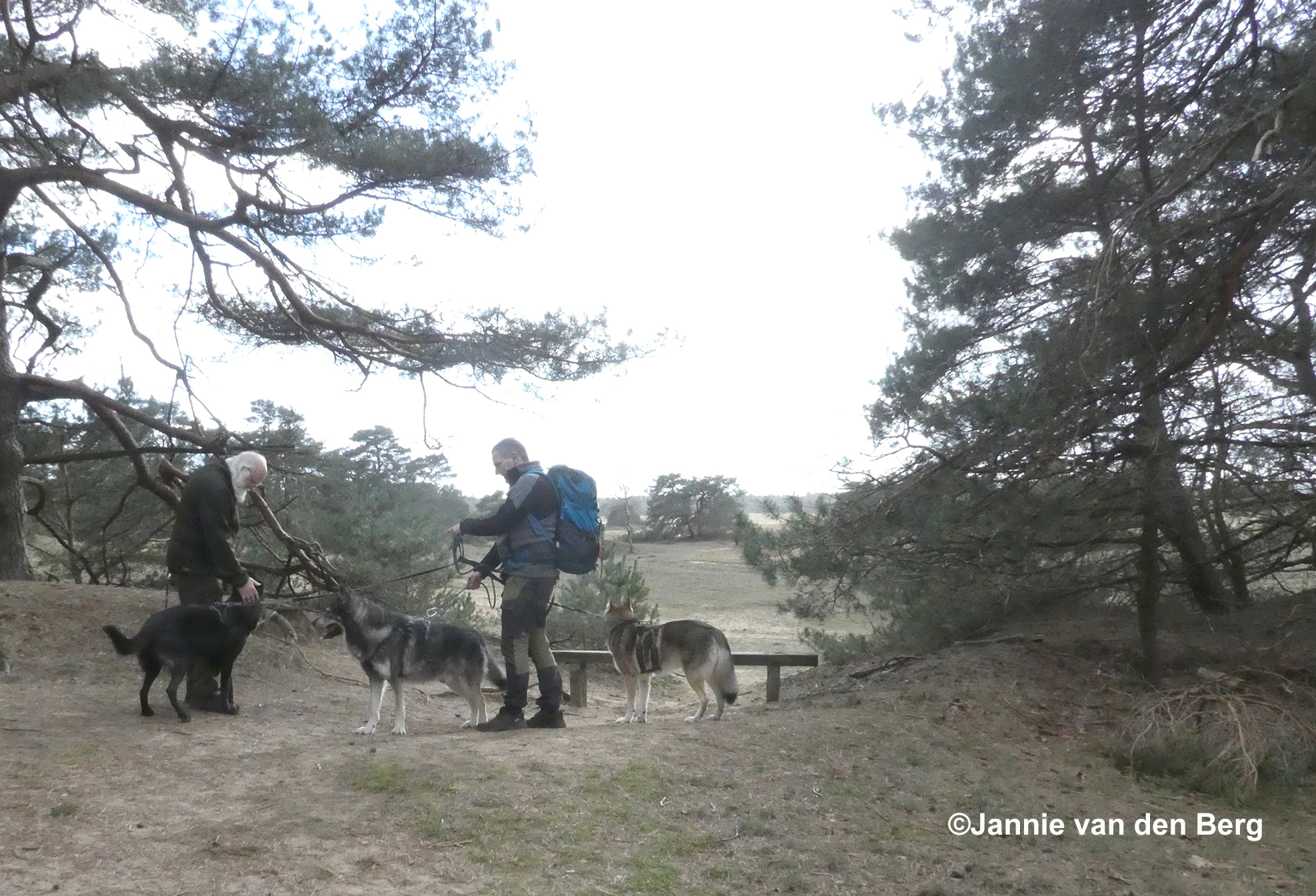 Staan wij ineens 'oog in oog' met een drietal wolfshonden – Foto: ©Jannie van den Berg