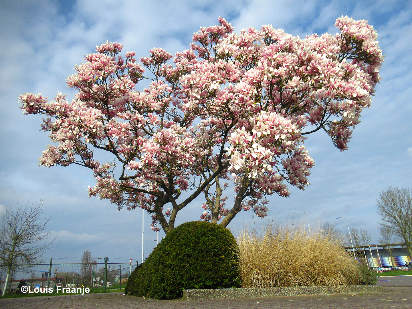 Tja... en nog een hele mooie magnolia ook, zeg maar gerust een prachtexemplaar - Foto: ©Fransien Fraanje