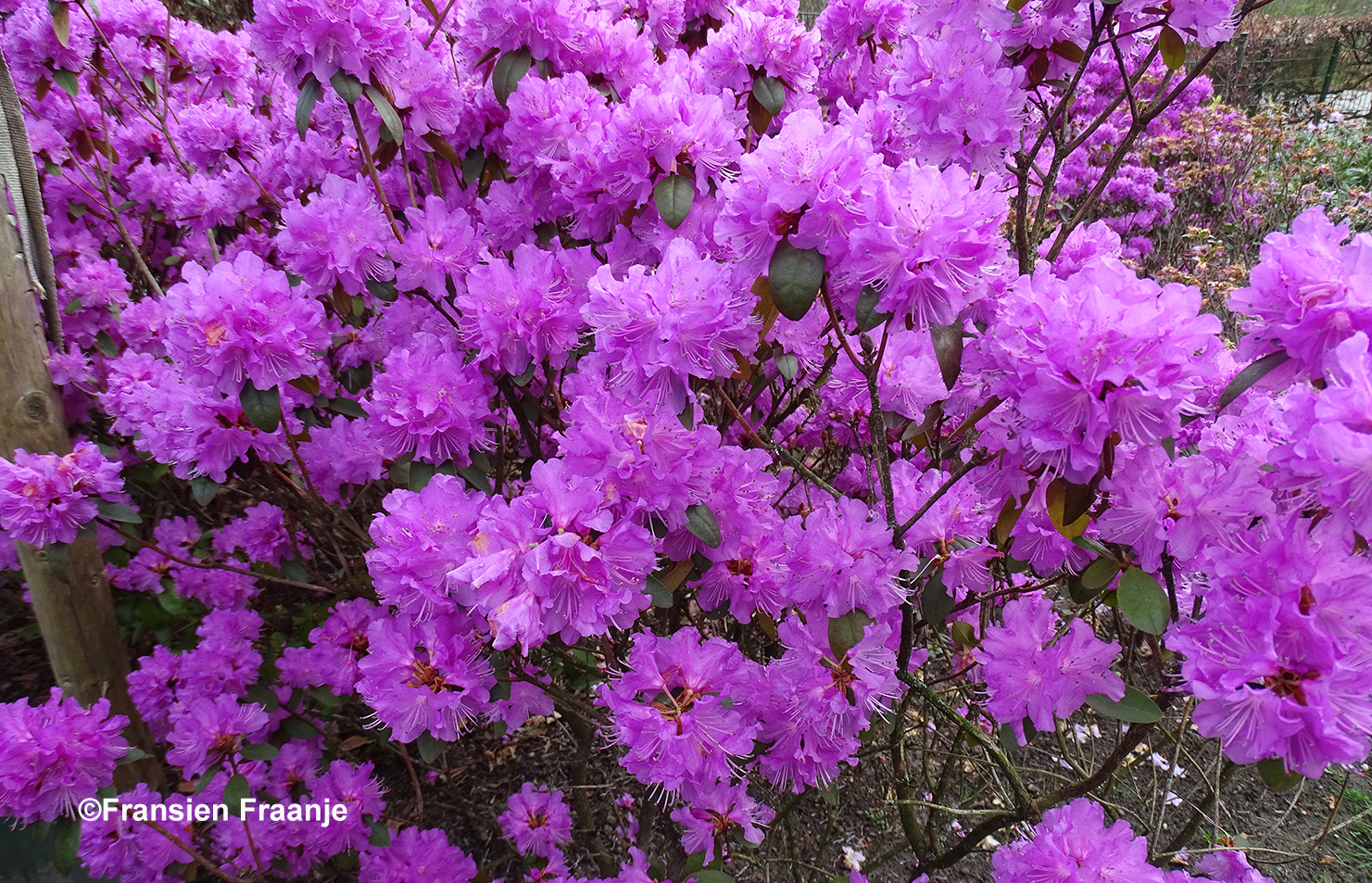 Dit blijft altijd mooi om te zien deze schitterende bloemen van de rhododendrons - Foto: ©Fransien Fraanje
