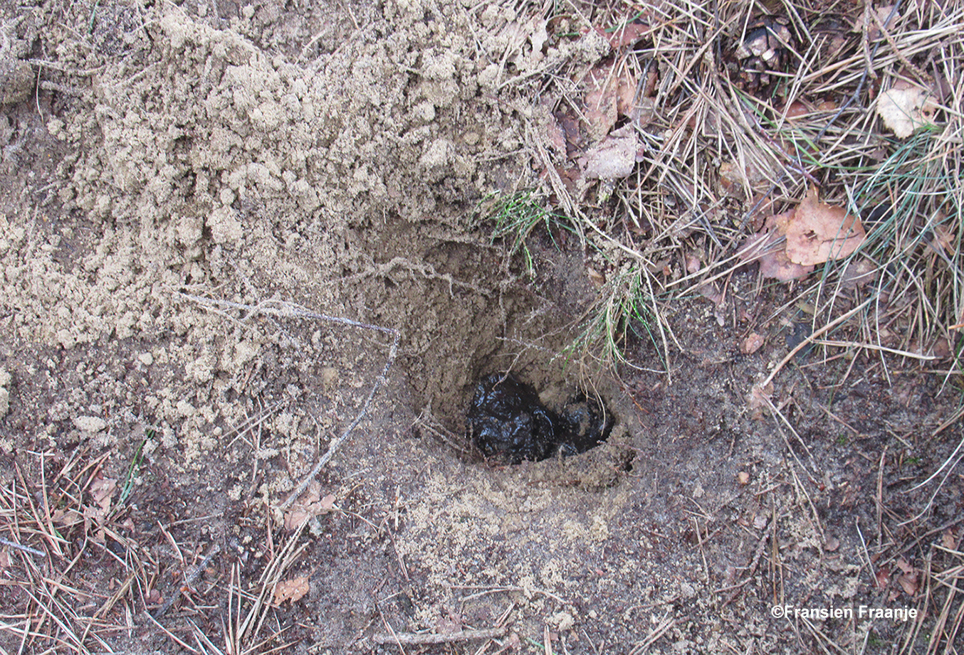 Een uitgegraven mestputje van een das, die zijn keutels keurig begraaft – Foto: ©Fransien Fraanje