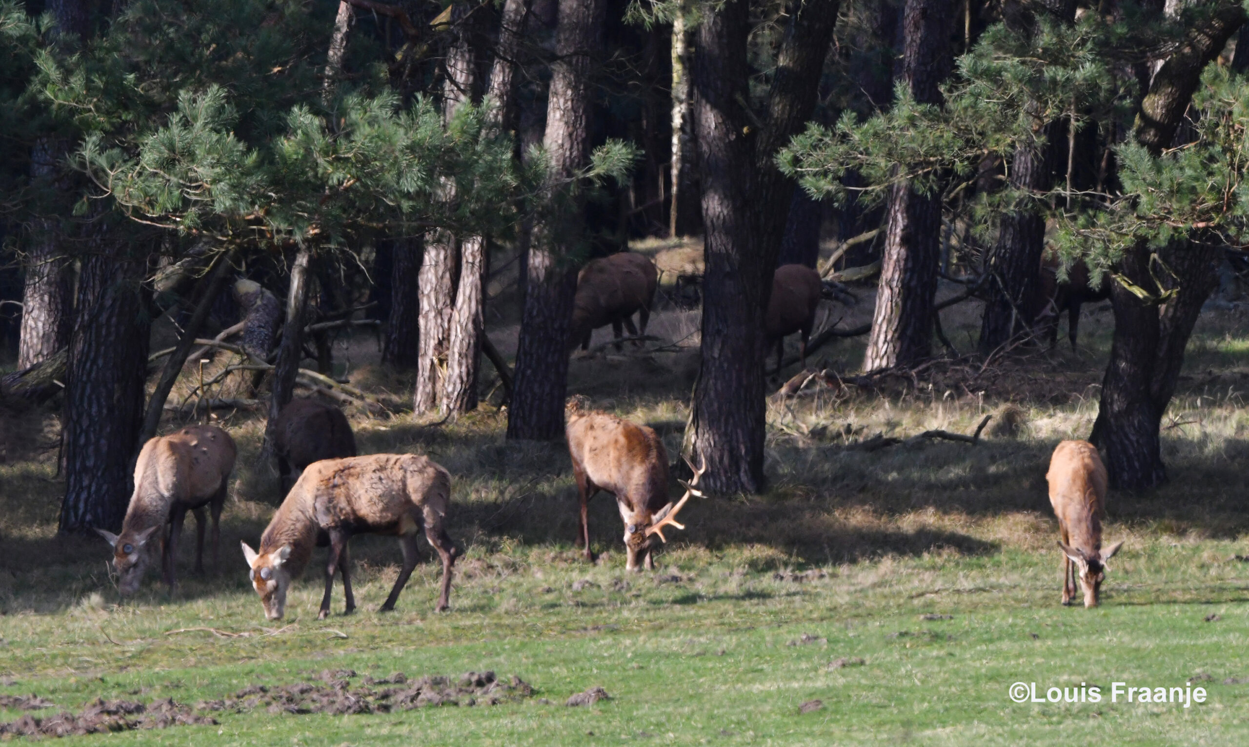  Enkele herten met een kale kop en in het midden eentje met nog 1 stang op zijn kop - Foto: ©Louis Fraanje