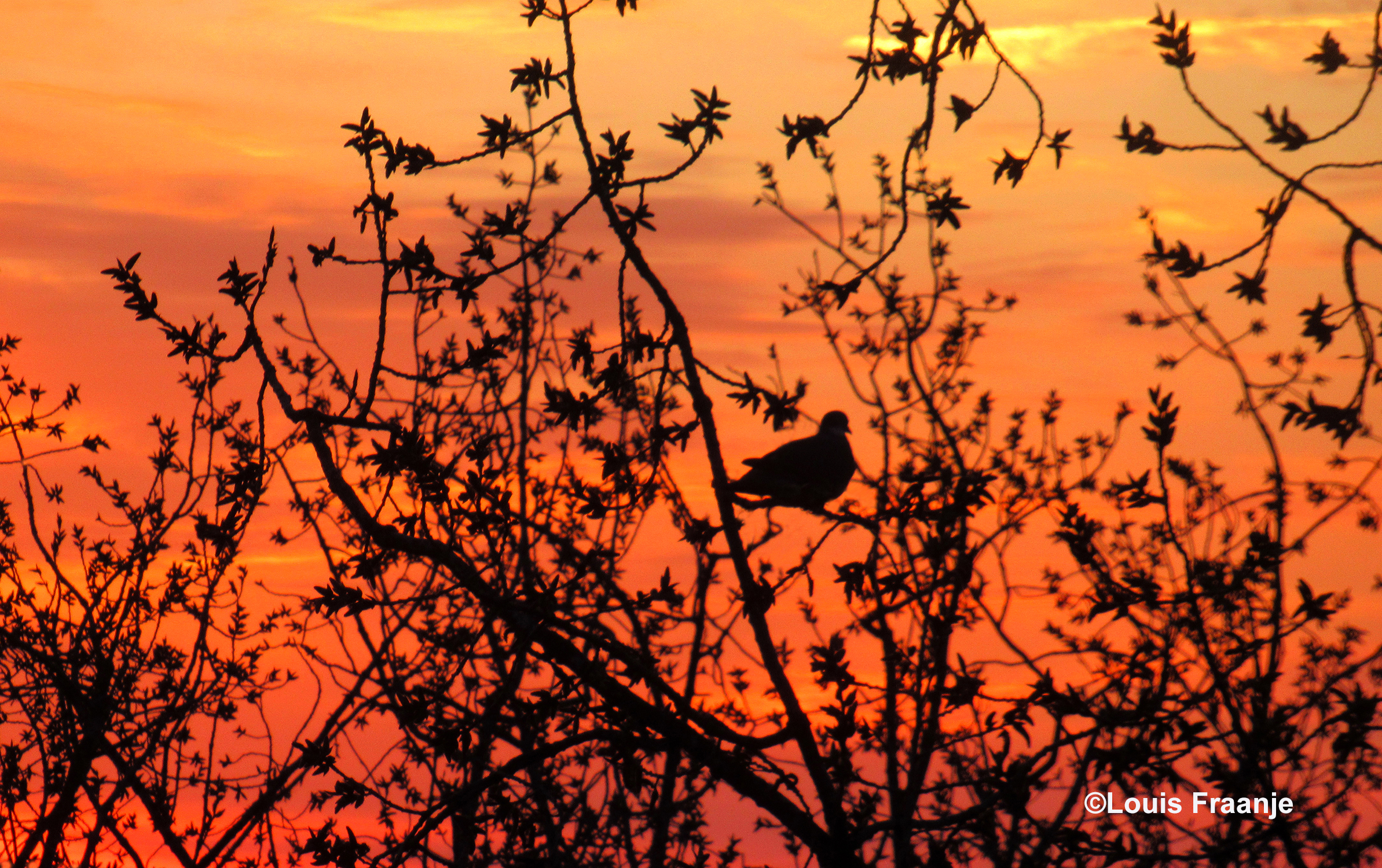 Het silhouet van een duif tekent zich prachtig af tegen de roodkleurige ochtendhemel - Foto: ©Louis Fraanje