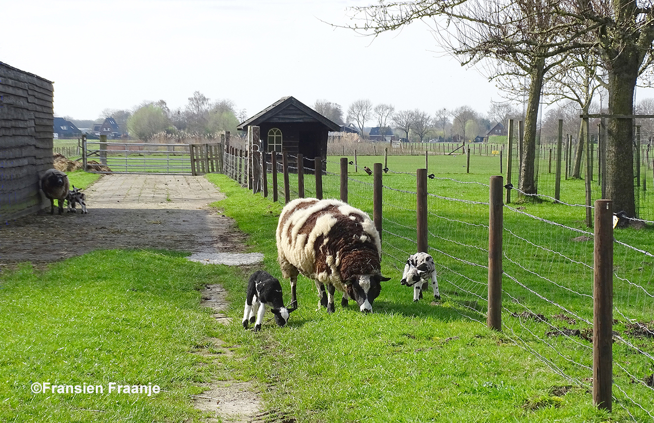 Op kraamvisite bij de schapen aan de Heremeijesteeg - Foto: ©Fransien Fraanje