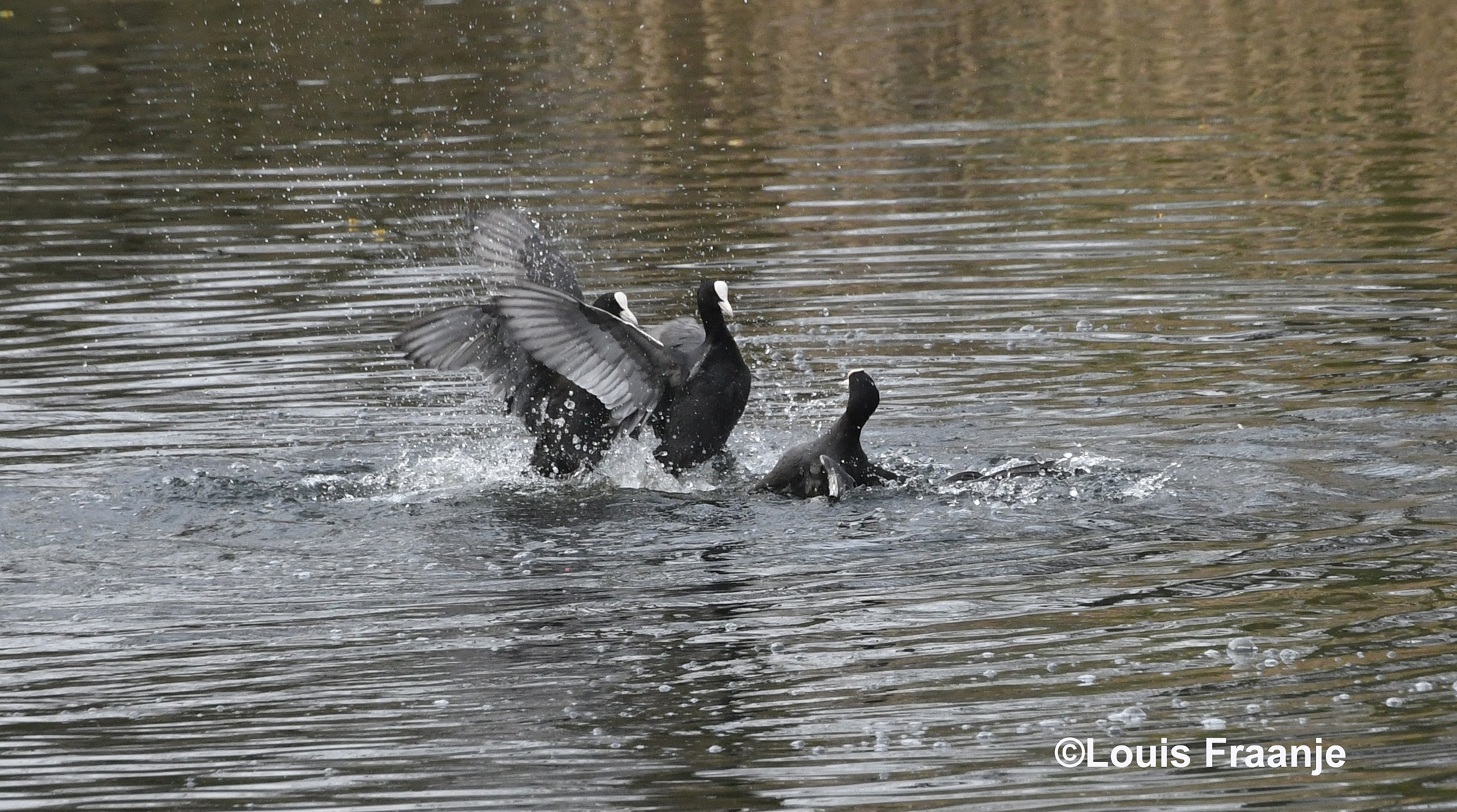 De meerkoeten vechten hun geschillen uit op het water – Foto: ©Louis Fraanje