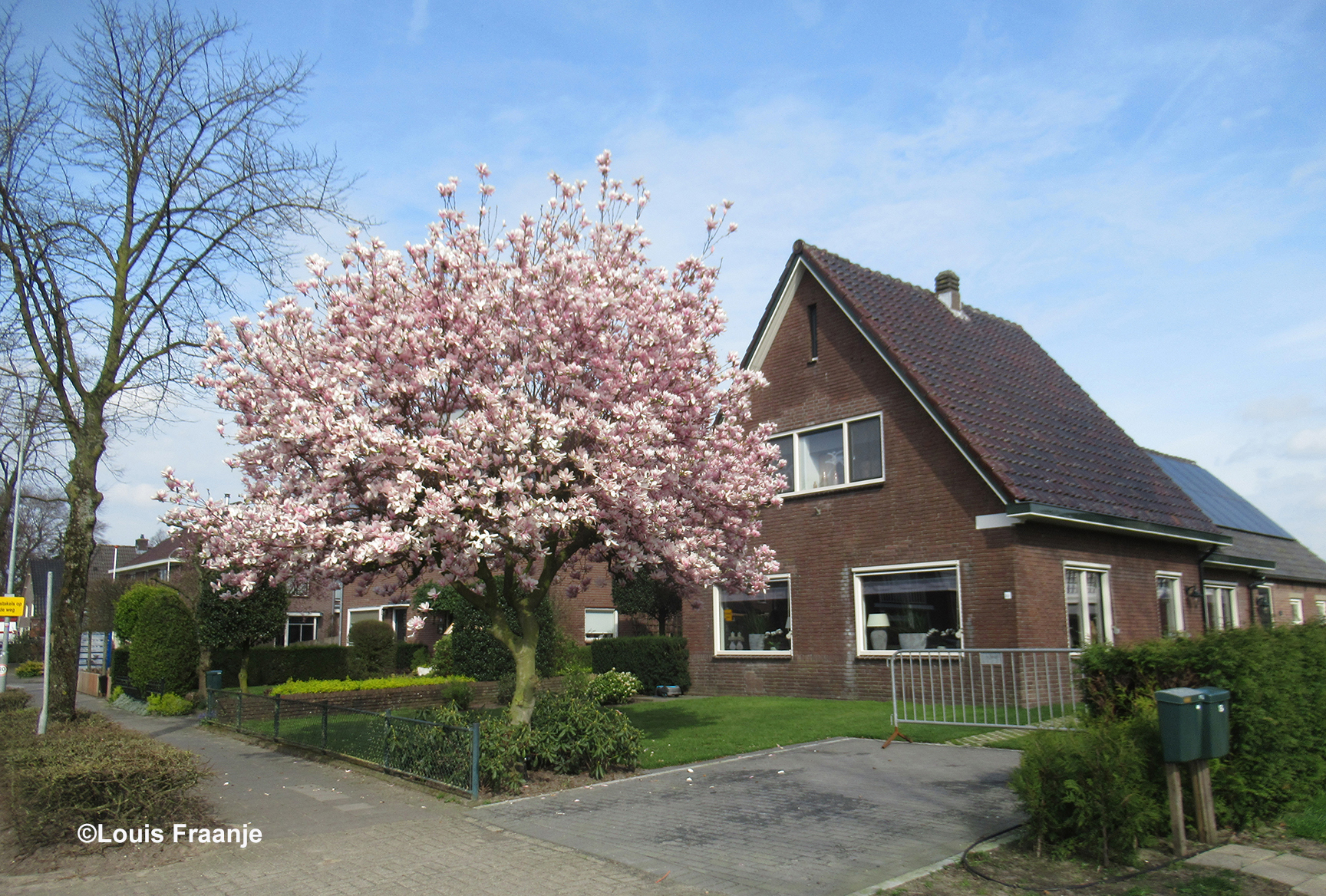 Midden in Ederveen staat een prachtige magnolia in volle bloei - Foto: ©Louis Fraanje