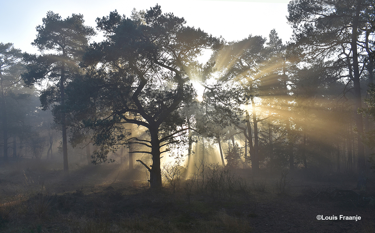 Het zonlicht doorbreekt de mist - Foto: ©Louis Fraanje