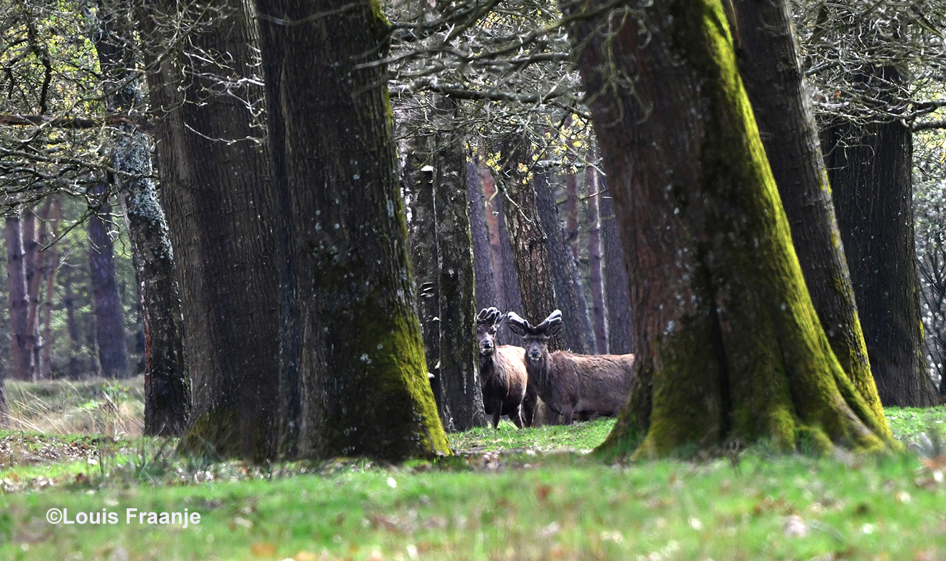Enkele edelherten in bastgewei verscholen tussen de bomen – Foto: ©Louis Fraanje