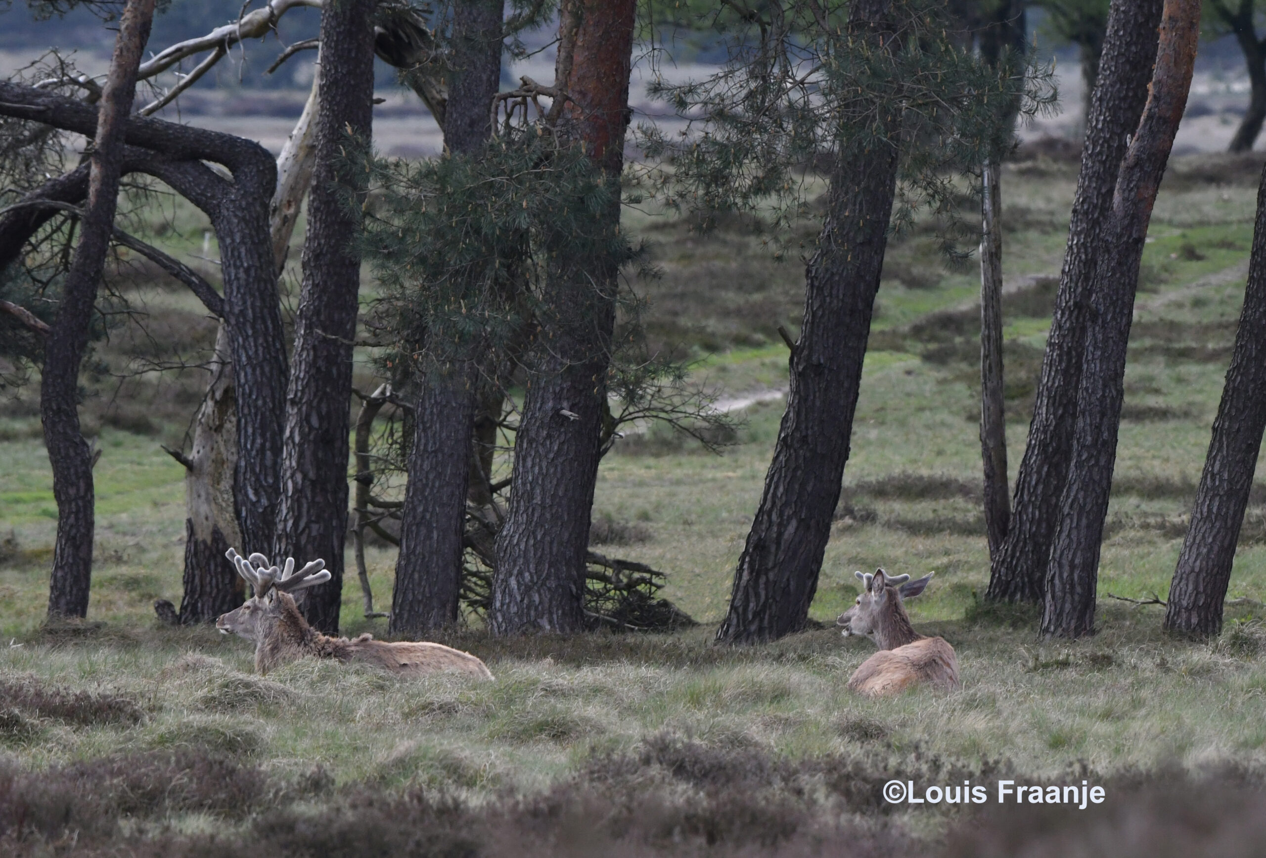 Deze jongere herten vinden het wel goed en rusten eventjes uit - Foto: ©Louis Fraanje 
