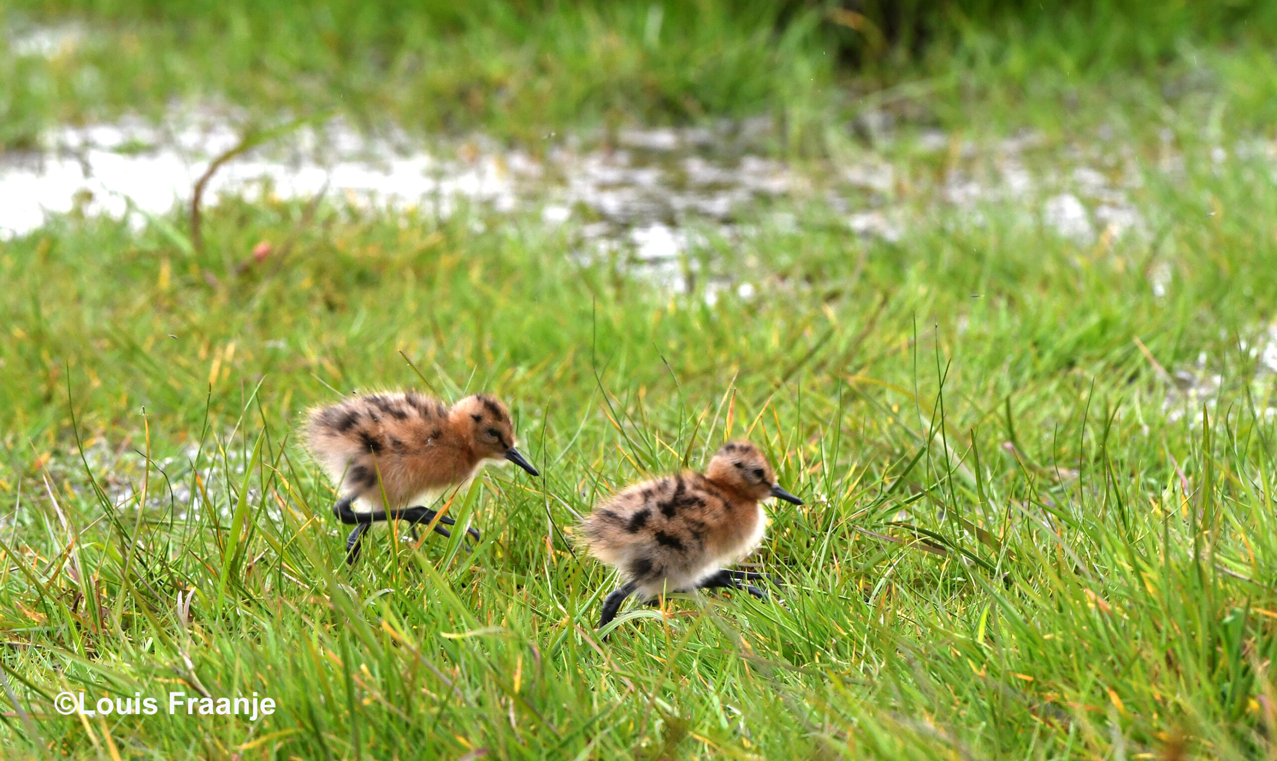 Tja... dan grijpen de kleintjes hun kans en sprinten door het gras - Foto: ©Louis Fraanje