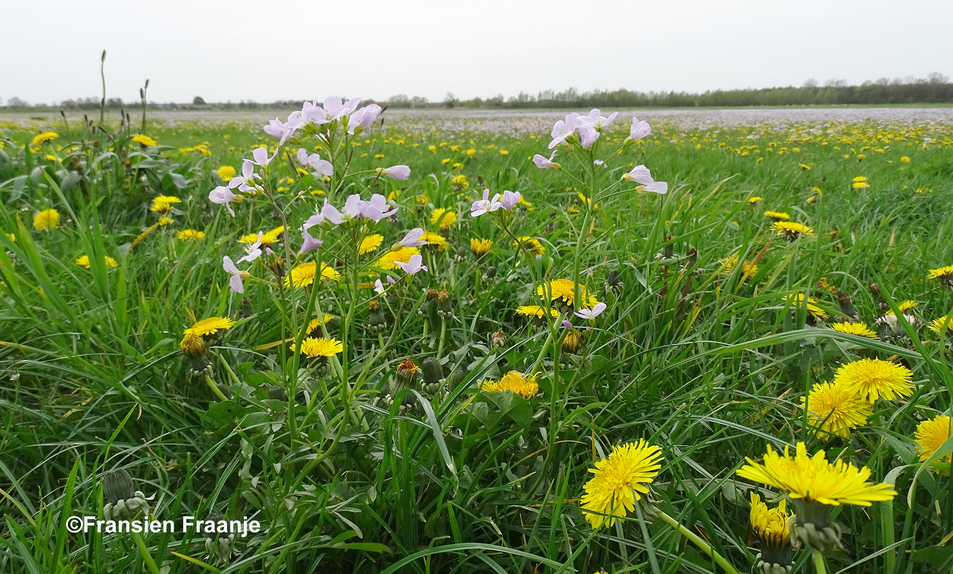 Een mooi en kleurig doorkijkje naar dat prachtige bloementapijt in het weiland – Foto: ©Fransien Fraanje