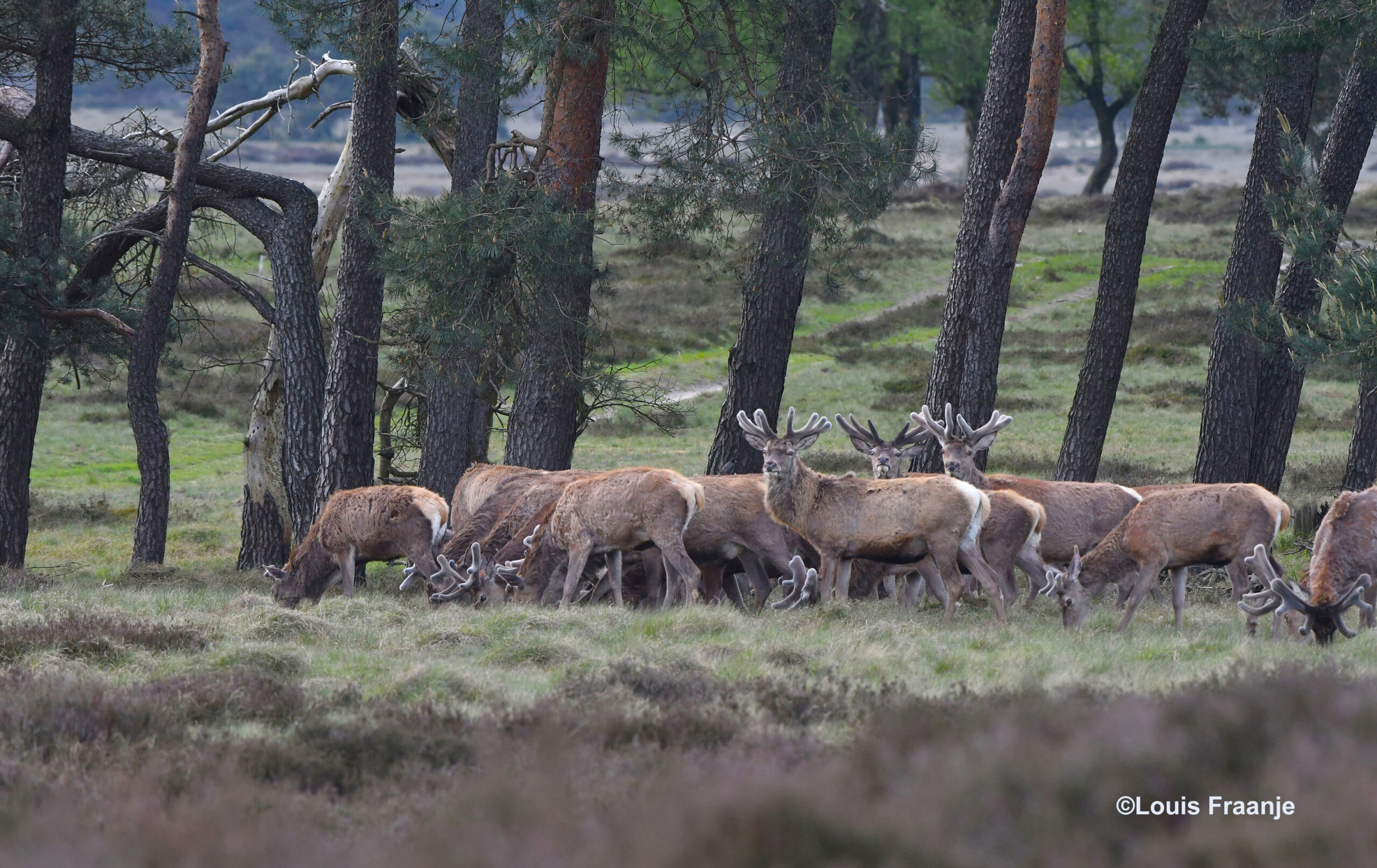 Bij het Bosje van Staf staan we 'oog in oog' met een grote groep edelherten in bastgewei - Foto: ©Louis Fraanje