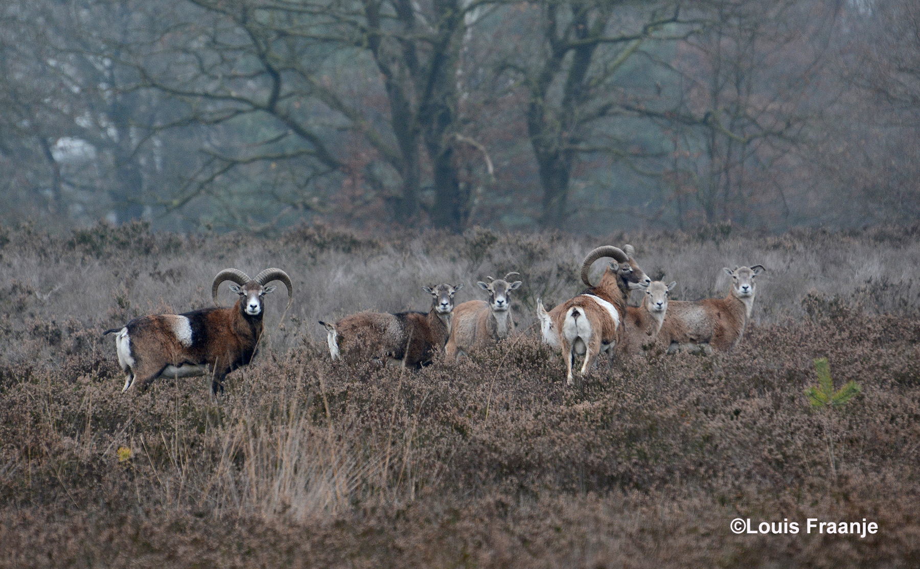 Een deel van de kudde moeflons stond ergens ver weg in de heide - Foto: ©Louis Fraanje.