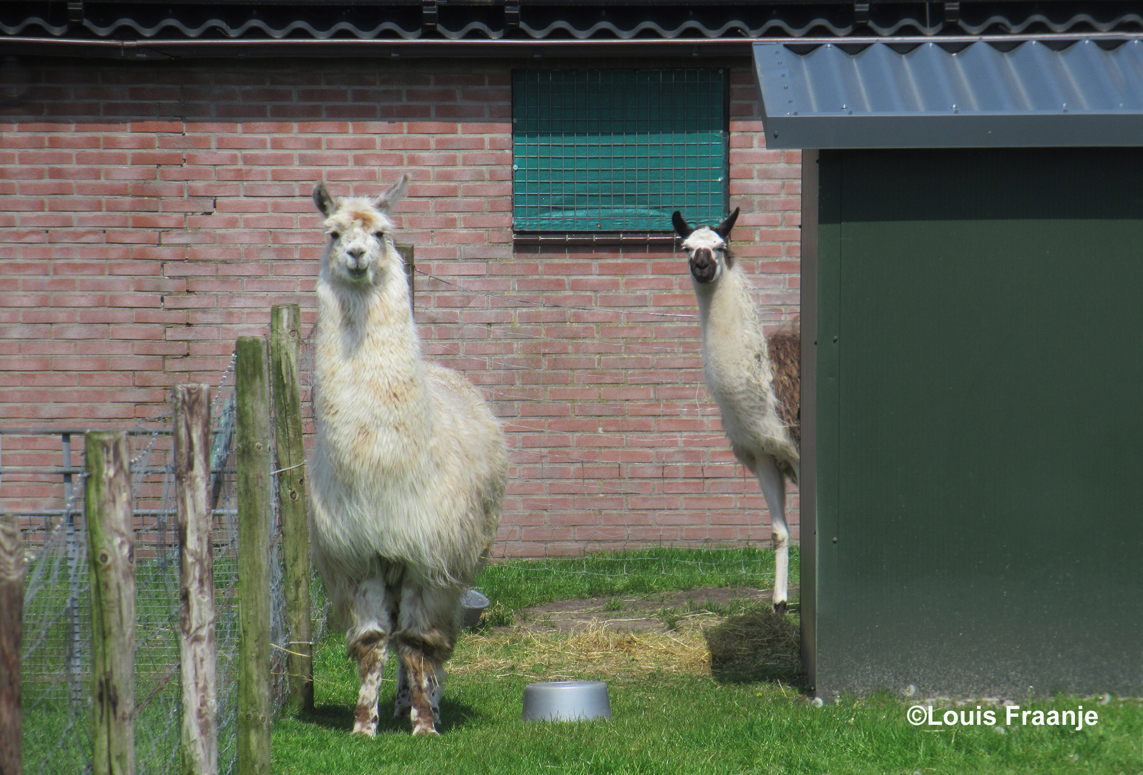 De Lama's aan de Fliertseweg bij Ederveen zijn altijd zeer enthousiast als wij voorbijkomen, dus stoppen we even voor een 'buurtpraatje - Foto: ©Louis Fraanje