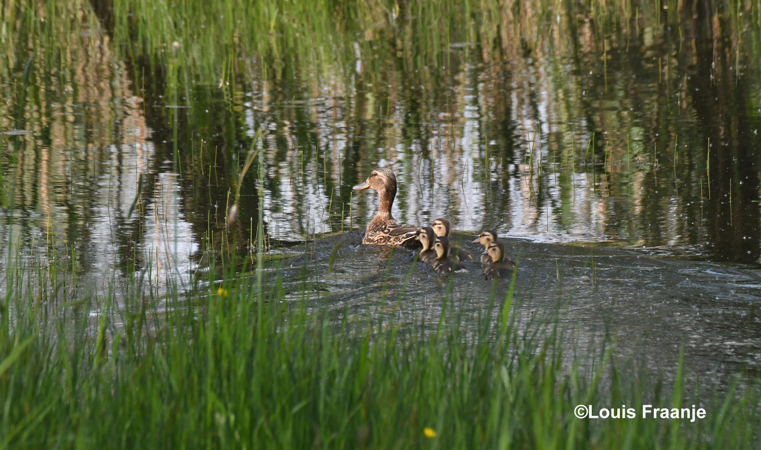 Maar even later is de rust wedergekeerd en zwemt ze op haar gemak met de kleintjes op de plas - Foto: ©Louis Fraanje